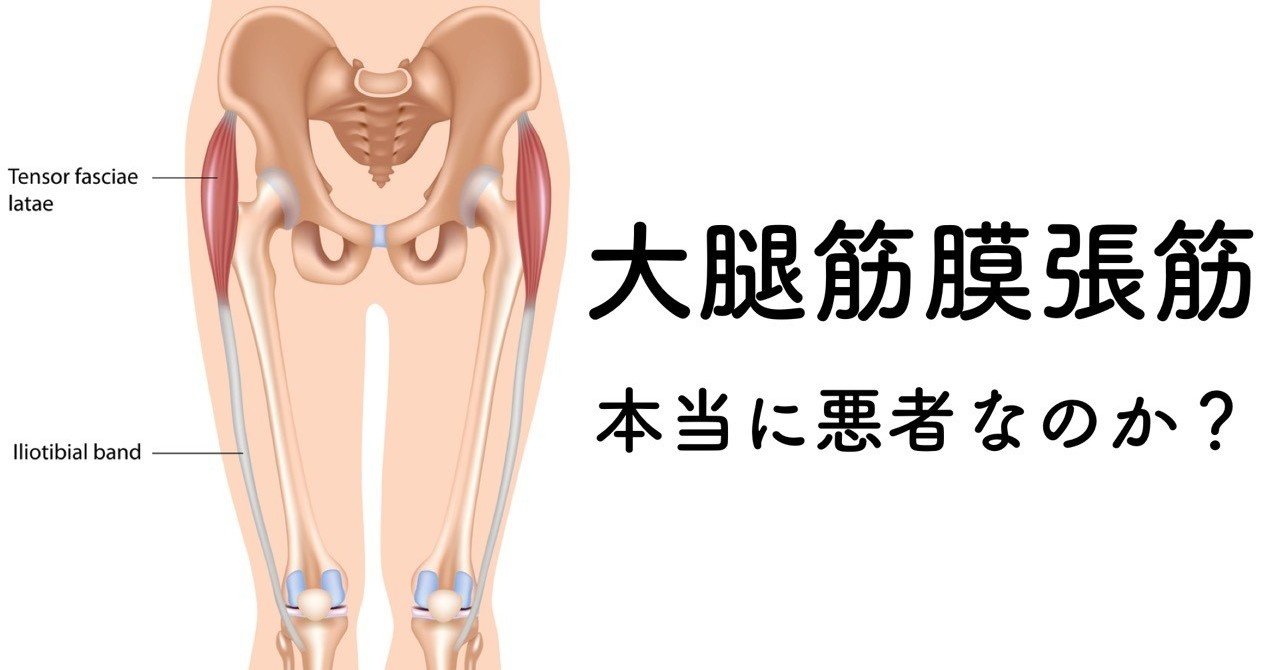 大腿筋膜張筋は本当に悪者なのか問題 薬師寺 偲 Shinobu Yakushiji Note