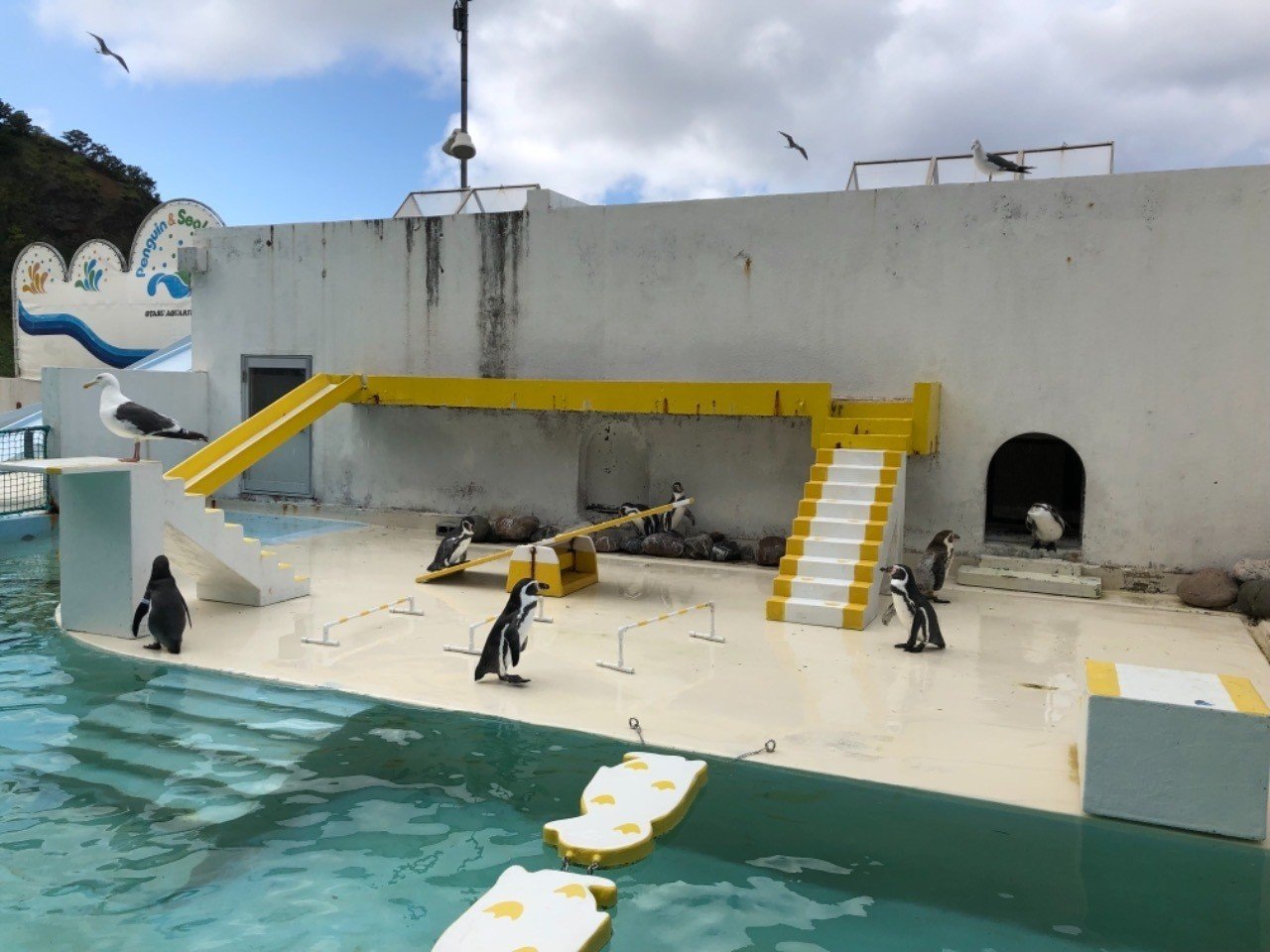 おたる水族館の言うことを聞かないペンギンショーを見に行ってみた Nagisa Note