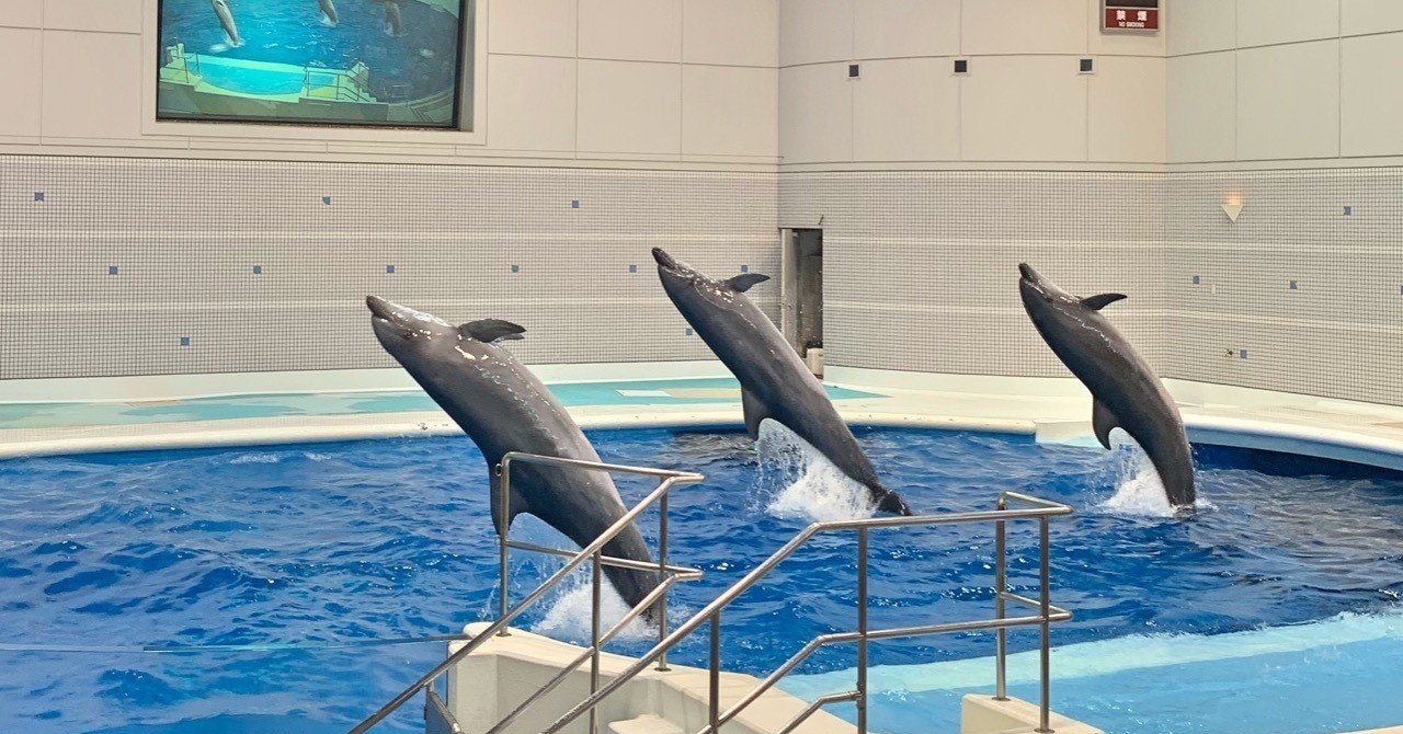 しっぱいについてイルカショーから、まなんだこと。｜まきこみ まき子