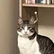 猫の競馬予想