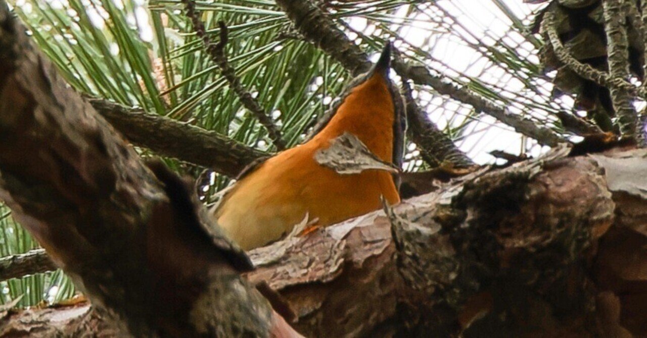 再度公園】ムギマキがいる｜神戸の野鳥note@きたの みつよし