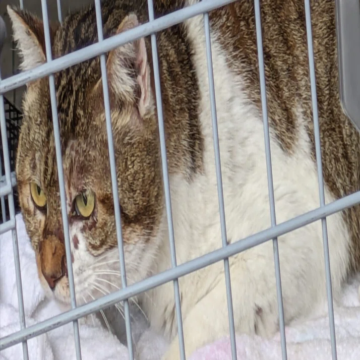 猫 多頭飼育崩壊 顛末記｜阿部幸太