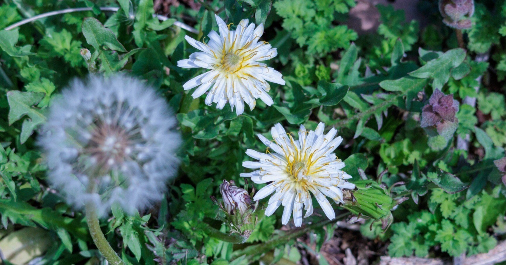 たんぽぽと白秋｜鈴木咲子/ Sakiko Suzuki