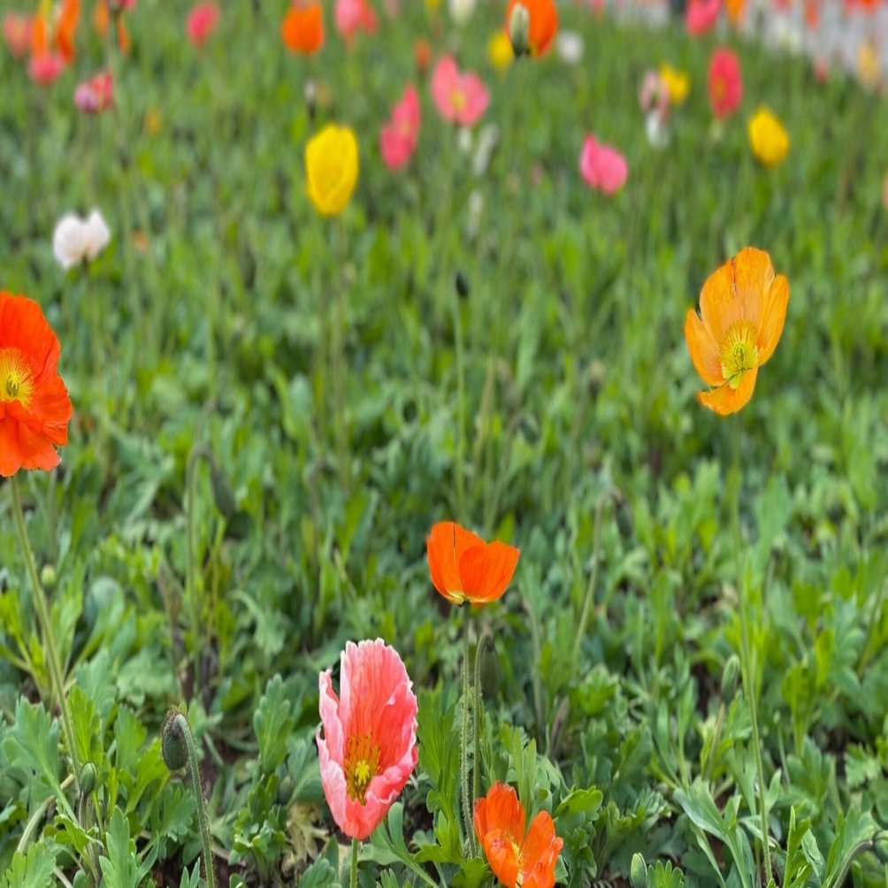 プルトニウスジャコウ（ペア・中国雲南省） CZ76652-757