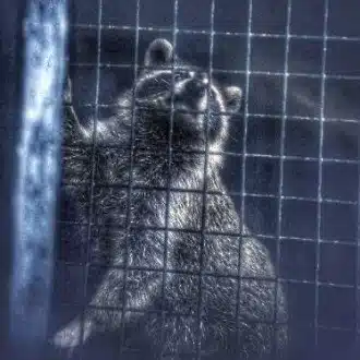 そのへんのタヌキ