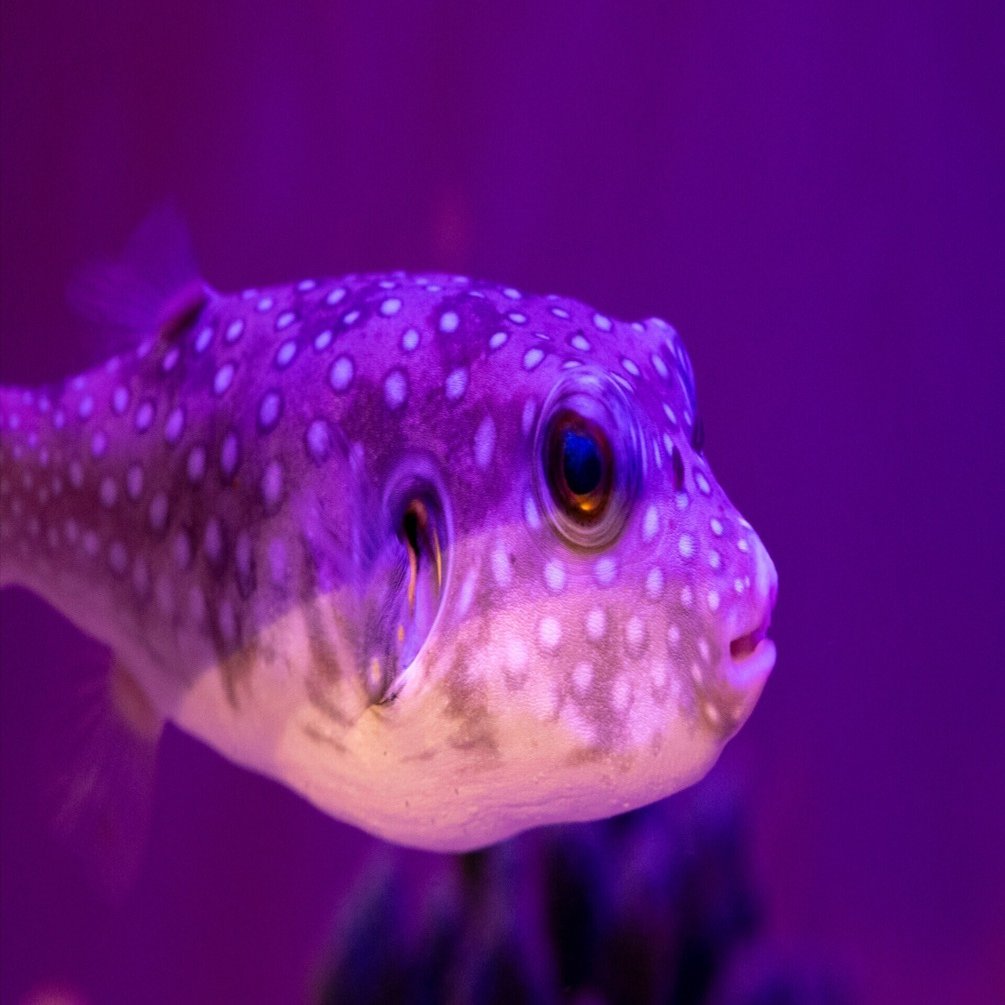 サンシャイン水族館へ。 ｜ Nikon Zf｜yoriknit