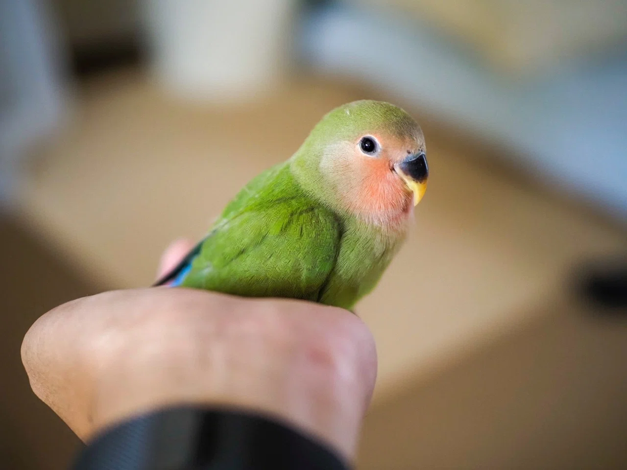 コザクラインコのさくピ｜あつし