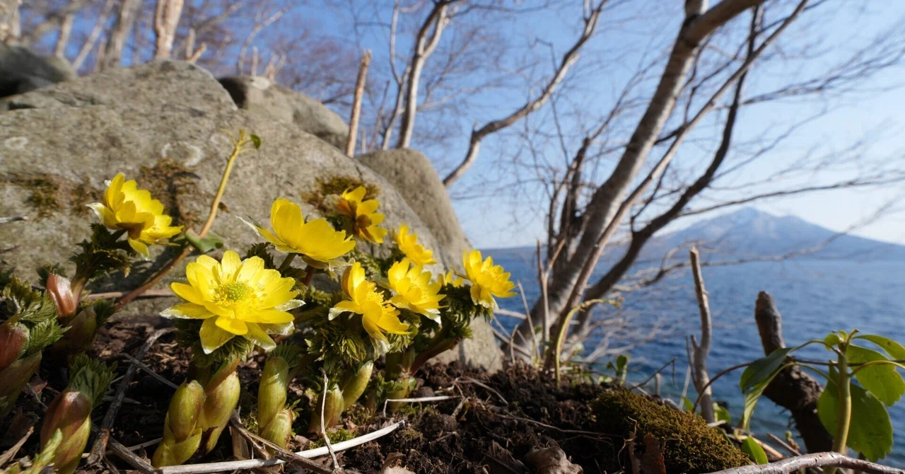 支笏湖の福寿草（2024年4月7日記）｜風景写真 四季の山旅
