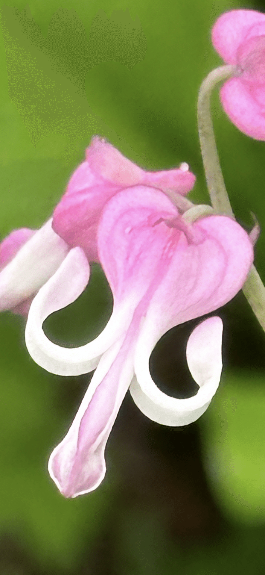 駒草｜EGGSEED