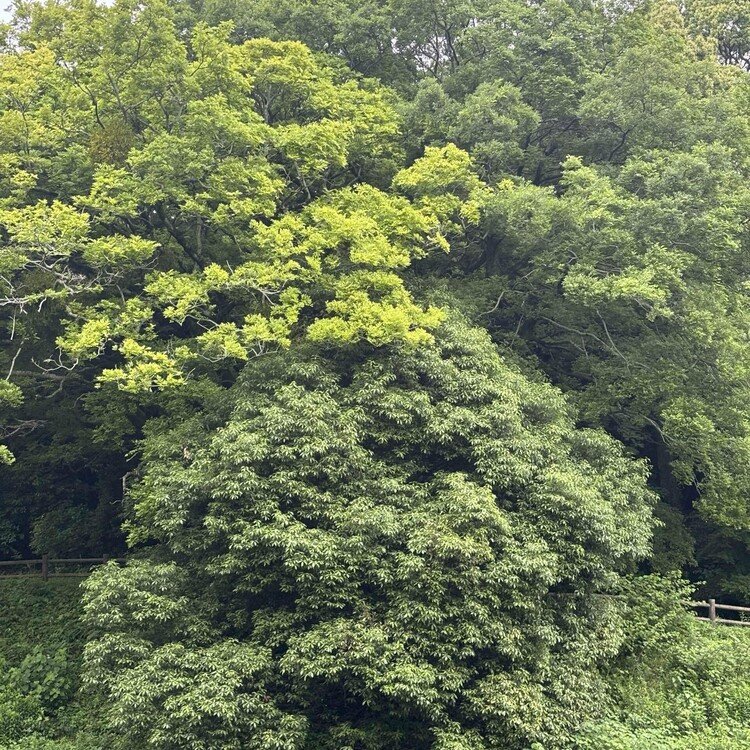 ☁️おはようございます。天気が悪い、悪いですよね。低気圧、湿度高め、私の心身も低空飛行。家族で朝から五苓散ですよ。梅雨には、五苓散マスト。ヨロヨロでラジオ体操をし、ヨタヨタで散歩。自分が、体調悪ければ悪いほど、草木のハツラツとした様が眩しい。アンタら、なんでそんなに元気なん？もうすぐ、八十八夜か…苗買わなきゃ。