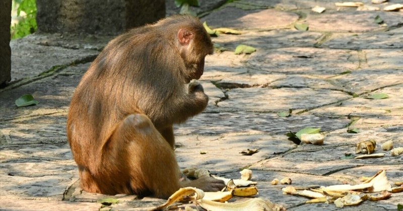 広州・桂林旅行記⑤七星公園は野生の猿がいっぱい🤣