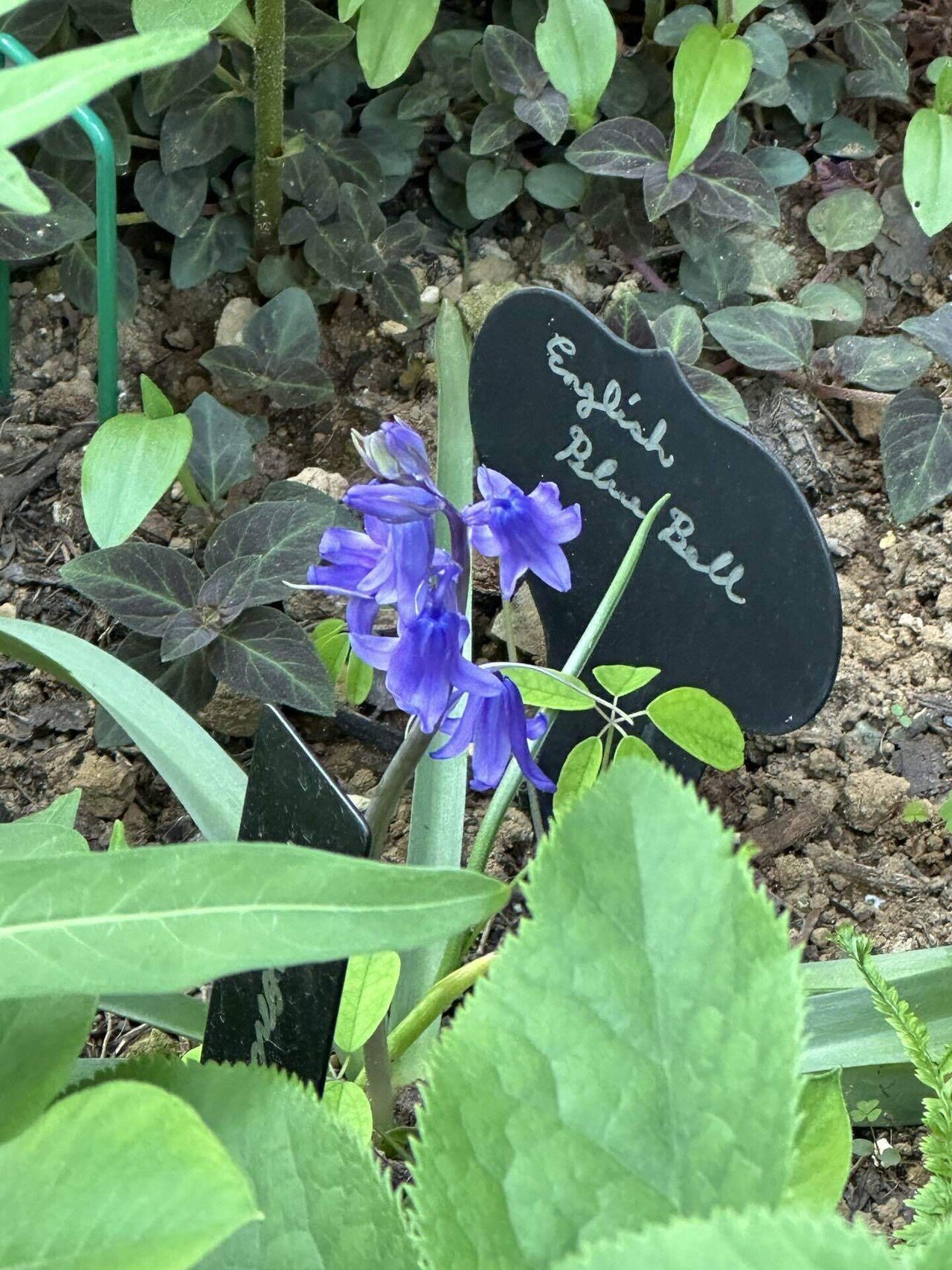 ◇イングリッシュブルーベル◇花が咲き始めました◇鉢のまま発送