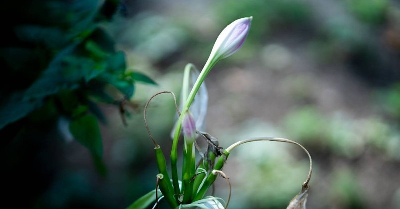 自分の得になりそうな人に媚びる ワタナベアニ note