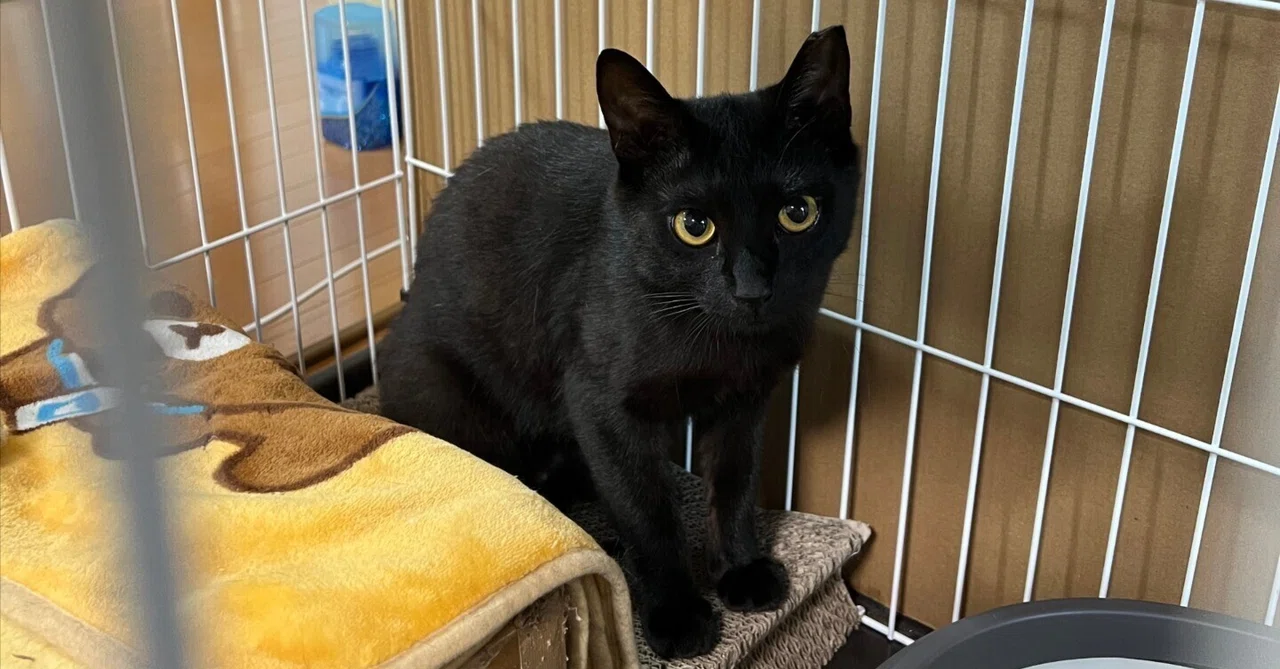 Syspo's Rescue Cat Activity Log 6: The Black Cat's Name is Decided as ...