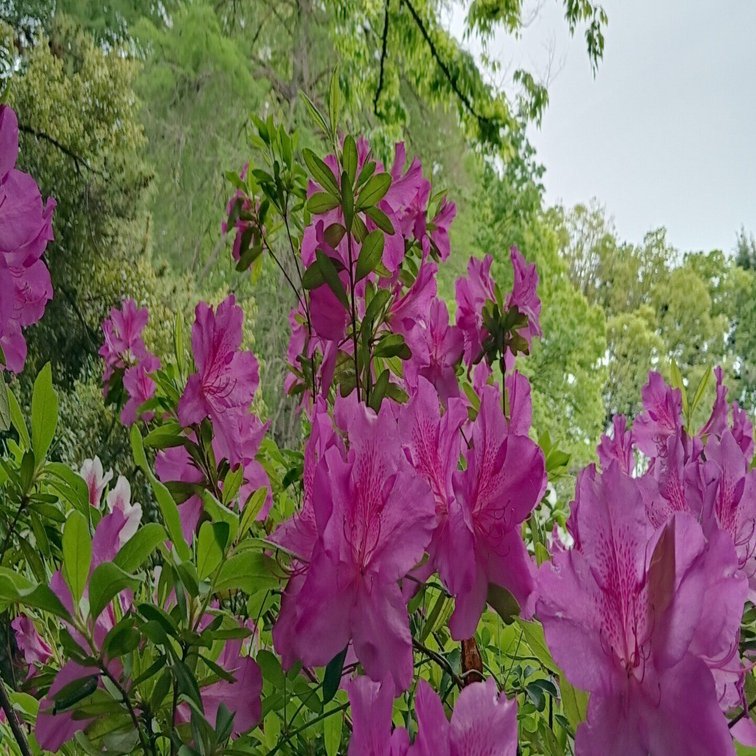 伸び伸びした姿でホッとする 大紫躑躅 オオムラサキツツジ｜さき
