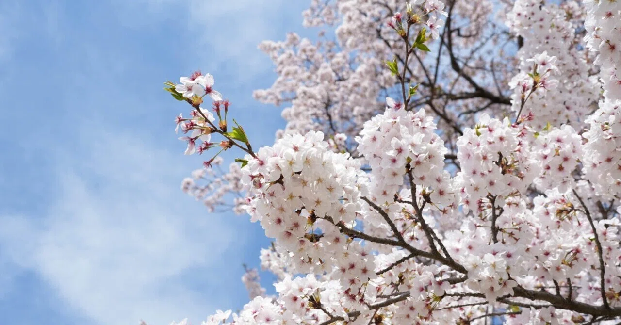 Monthly Snap #2 ~Looking Back on This Month~｜ビッグ・リリー