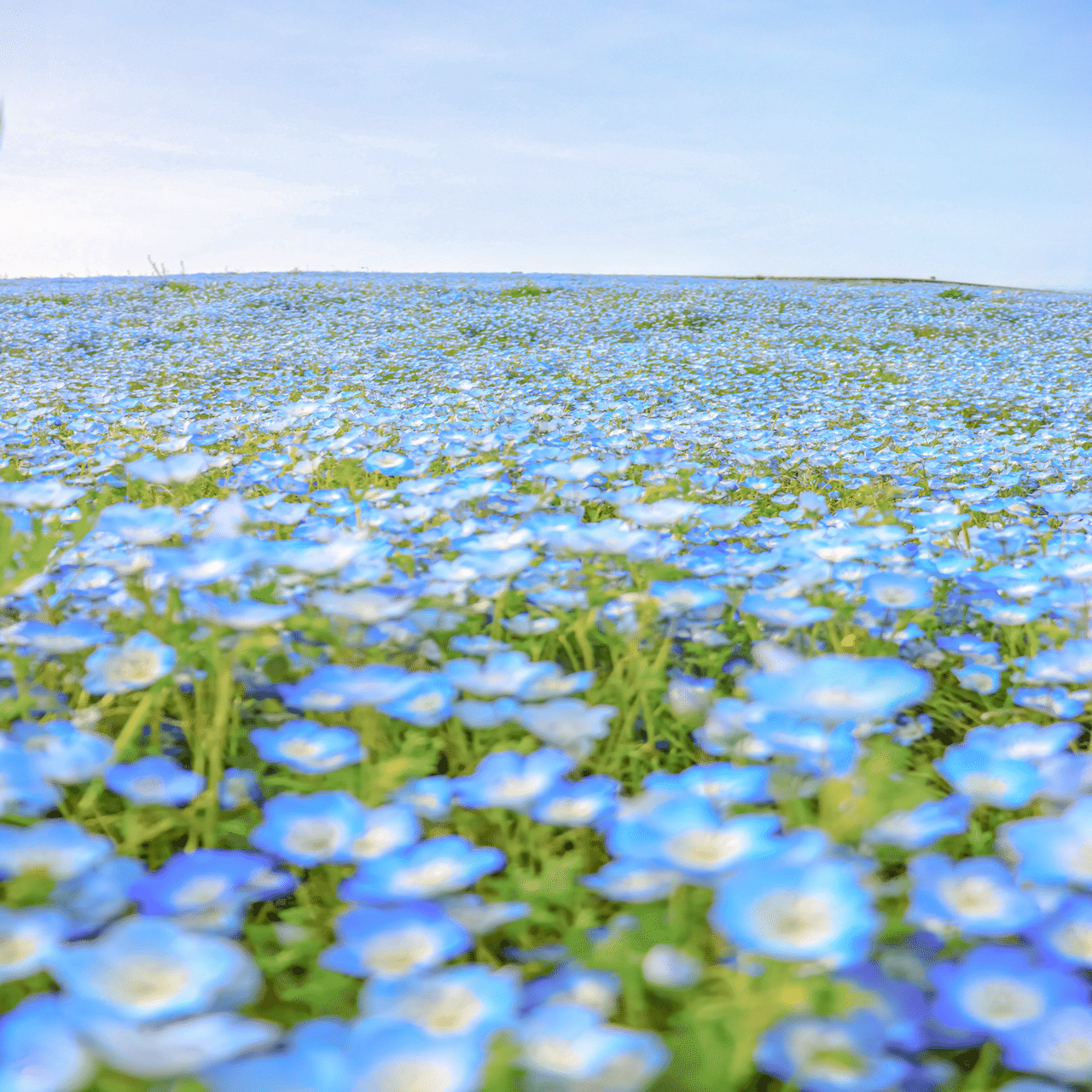 青い花と白い花｜ichika