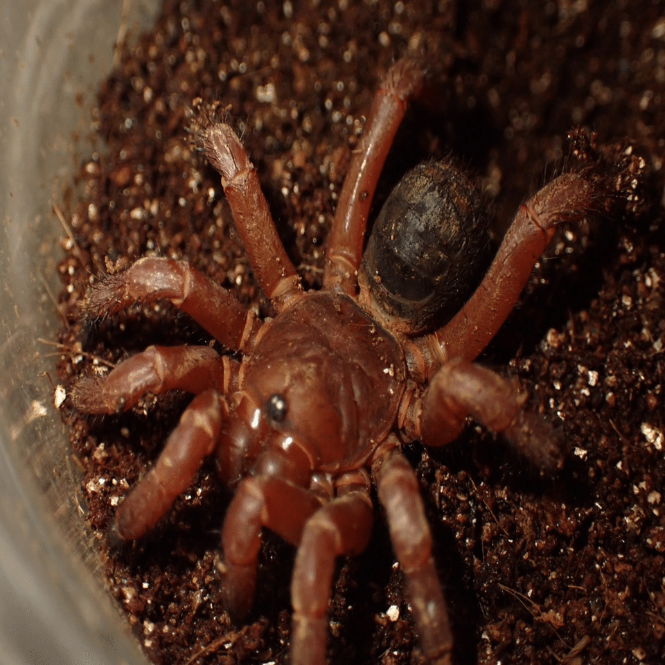 トタテグモ・ハラフシグモ(トラップドアスパイダー)の飼育方法｜Bug