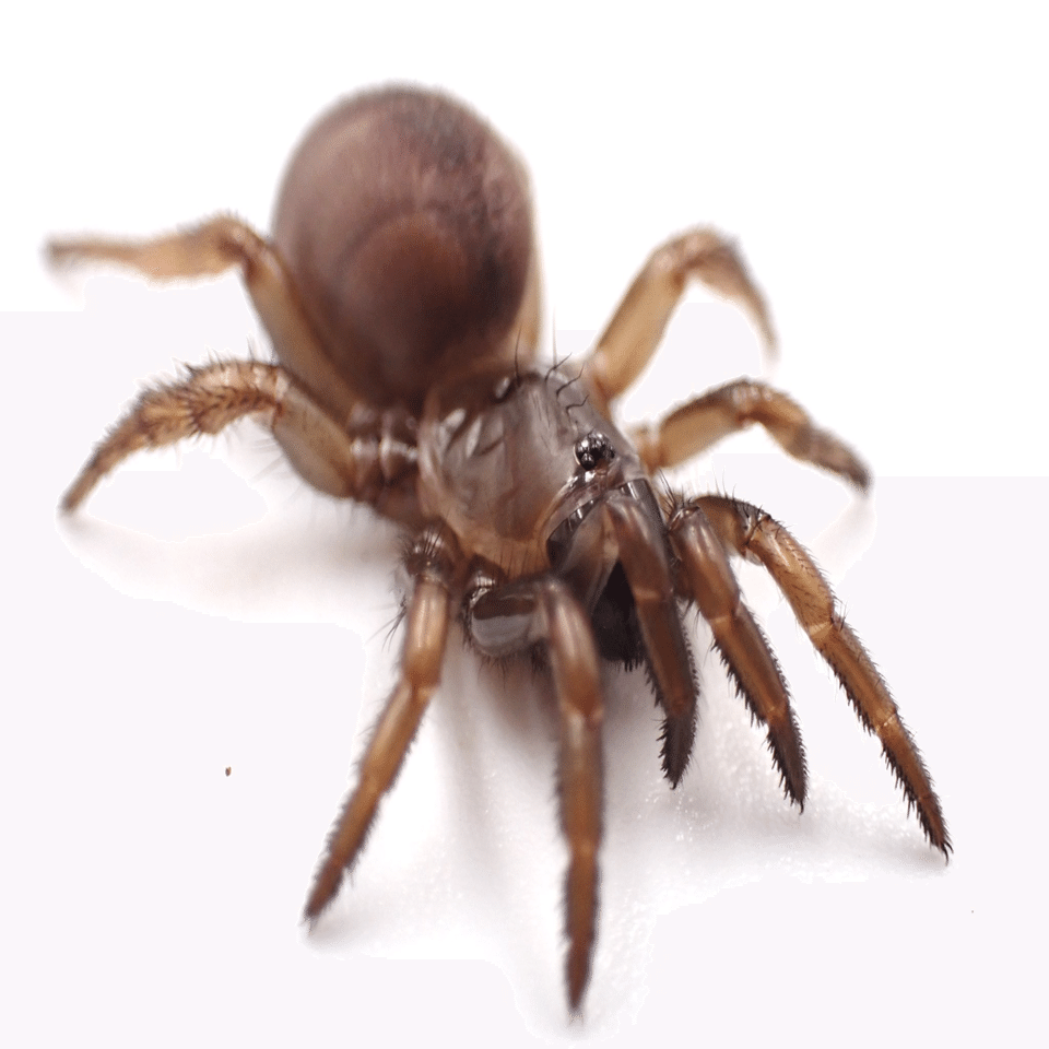 トタテグモ・ハラフシグモ(トラップドアスパイダー)の飼育方法｜Bug