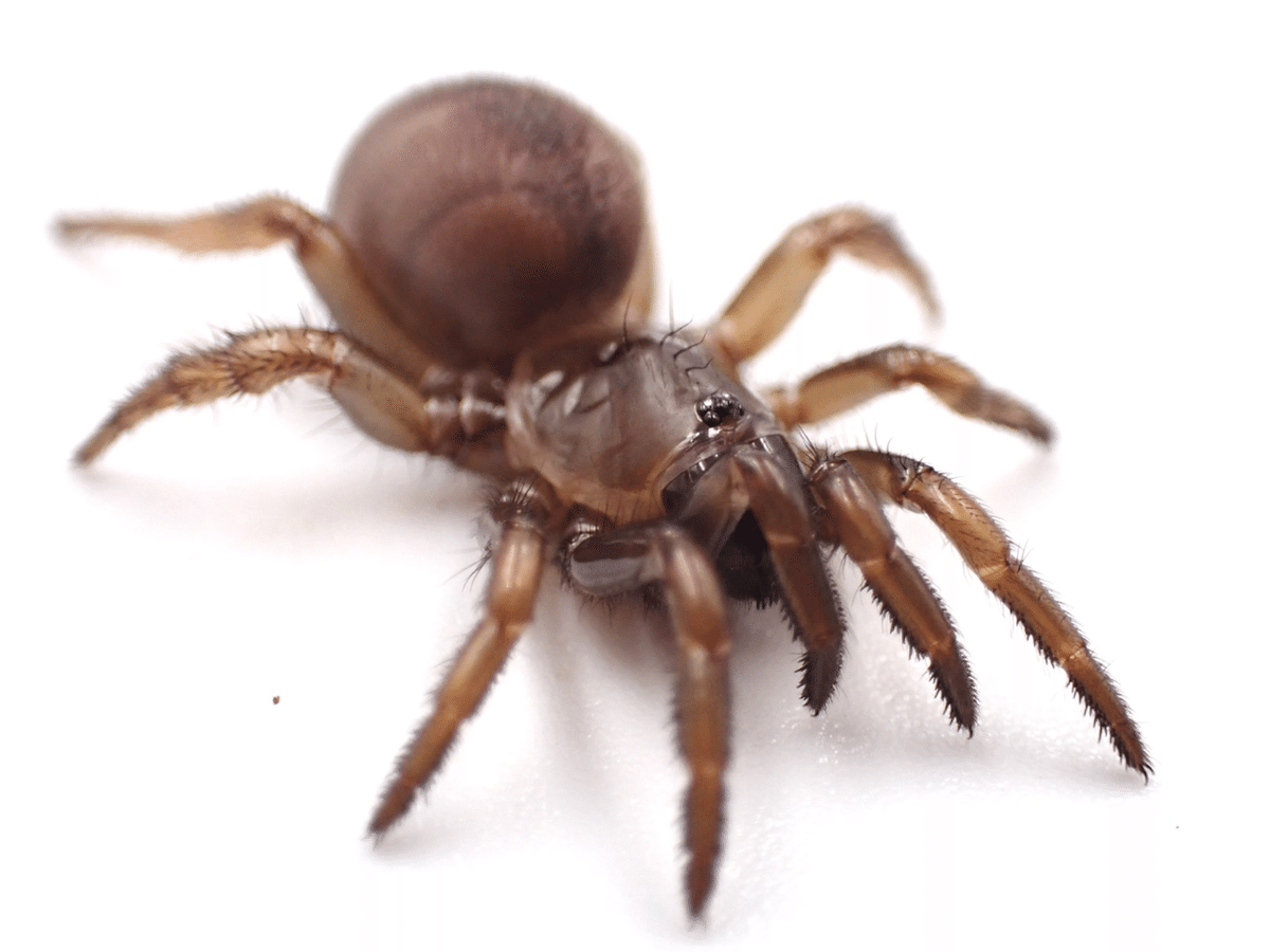 トタテグモ・ハラフシグモ(トラップドアスパイダー)の飼育方法