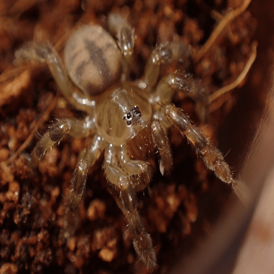 トタテグモ・ハラフシグモ(トラップドアスパイダー)の飼育方法｜Bug