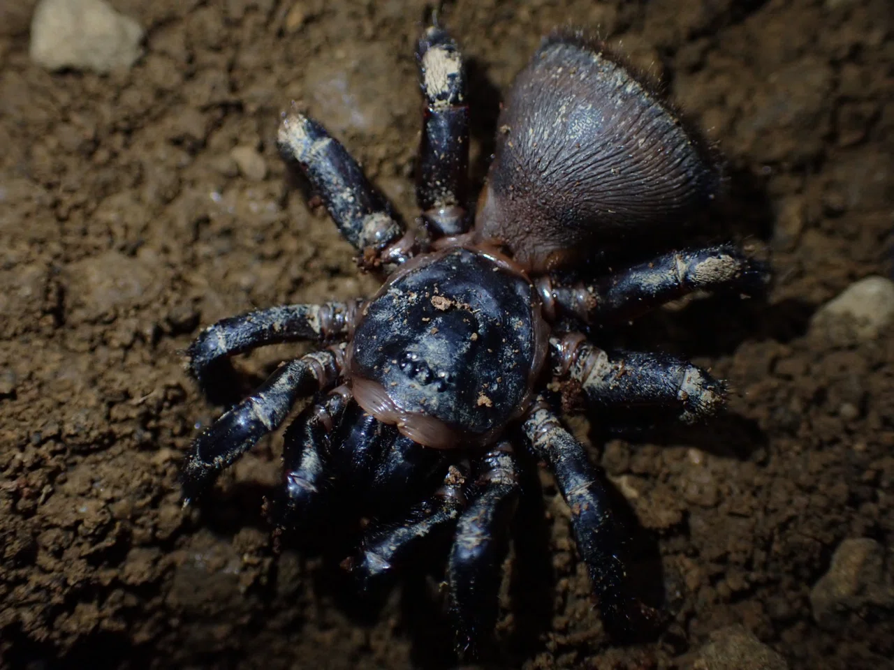 トタテグモ・ハラフシグモ(トラップドアスパイダー)の飼育方法｜Bug