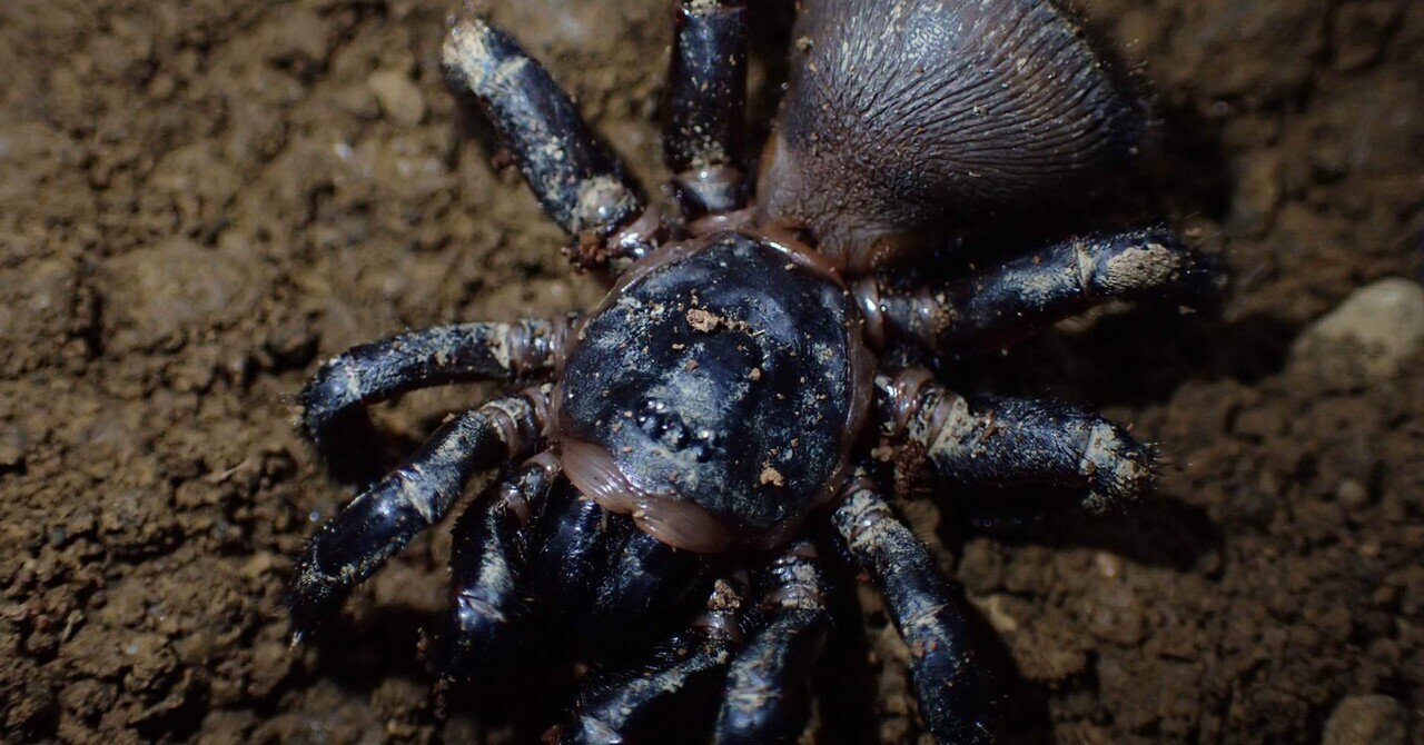 トタテグモ・ハラフシグモ(トラップドアスパイダー)の飼育方法｜Bug