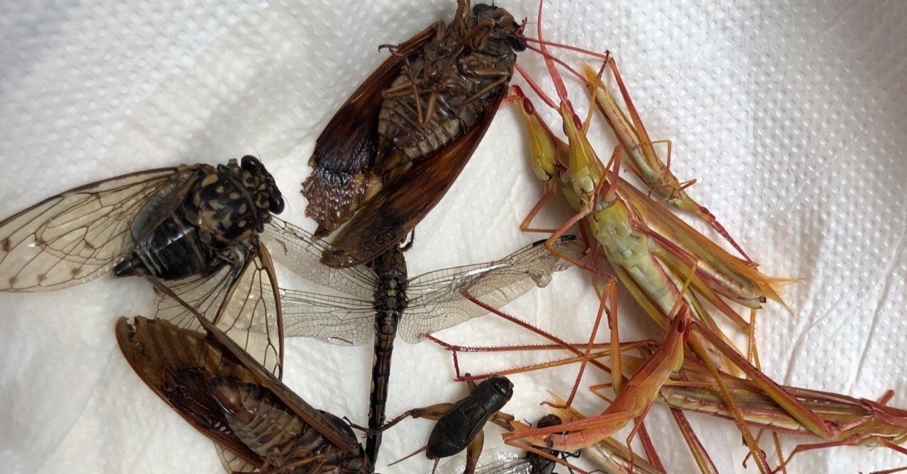 トンボを食べる 白いくまもん 小西 Note