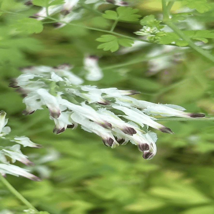 偽唐草華鬘｜EGGSEED