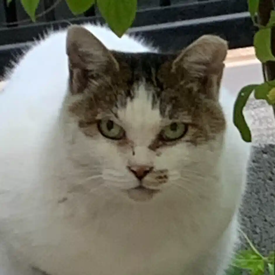 ちょいな