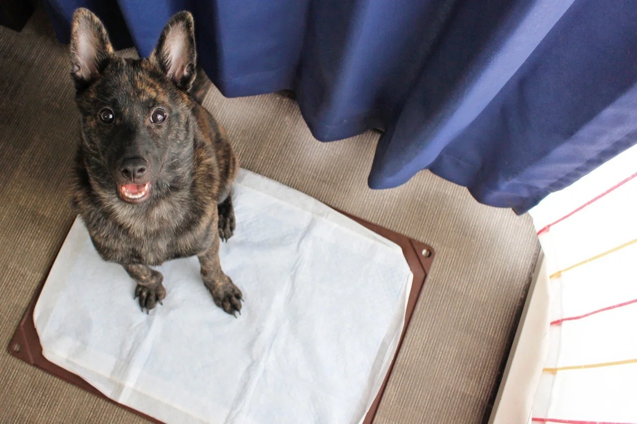 人と犬が幸せに暮らすお部屋 わが家のわんこの話 いい部屋ペット いい部屋ネット 公式 Note