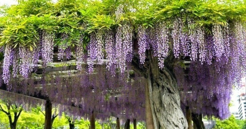 名古屋城のお膝元に広がる「藤の回廊」にて、紫や白に彩られた「藤棚」を眺めながら、春散歩を楽しんだ一日～