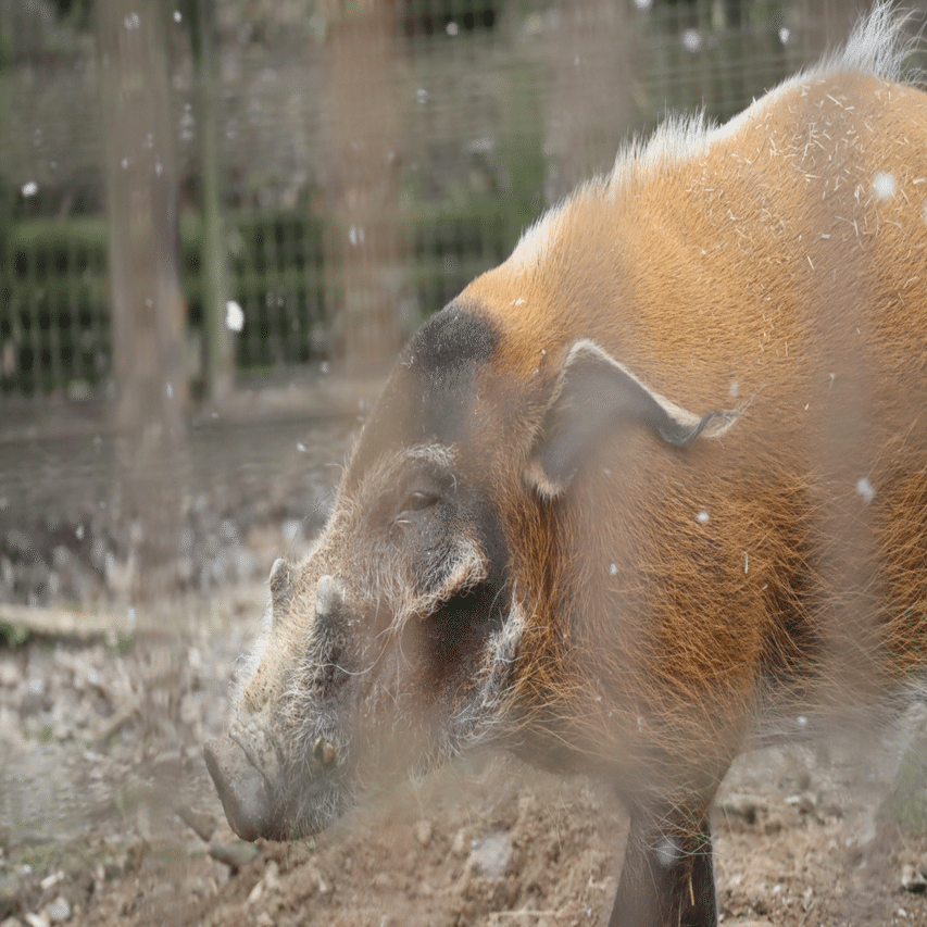 赤く麗しきイノシシ。｜Mr.シンゲツ