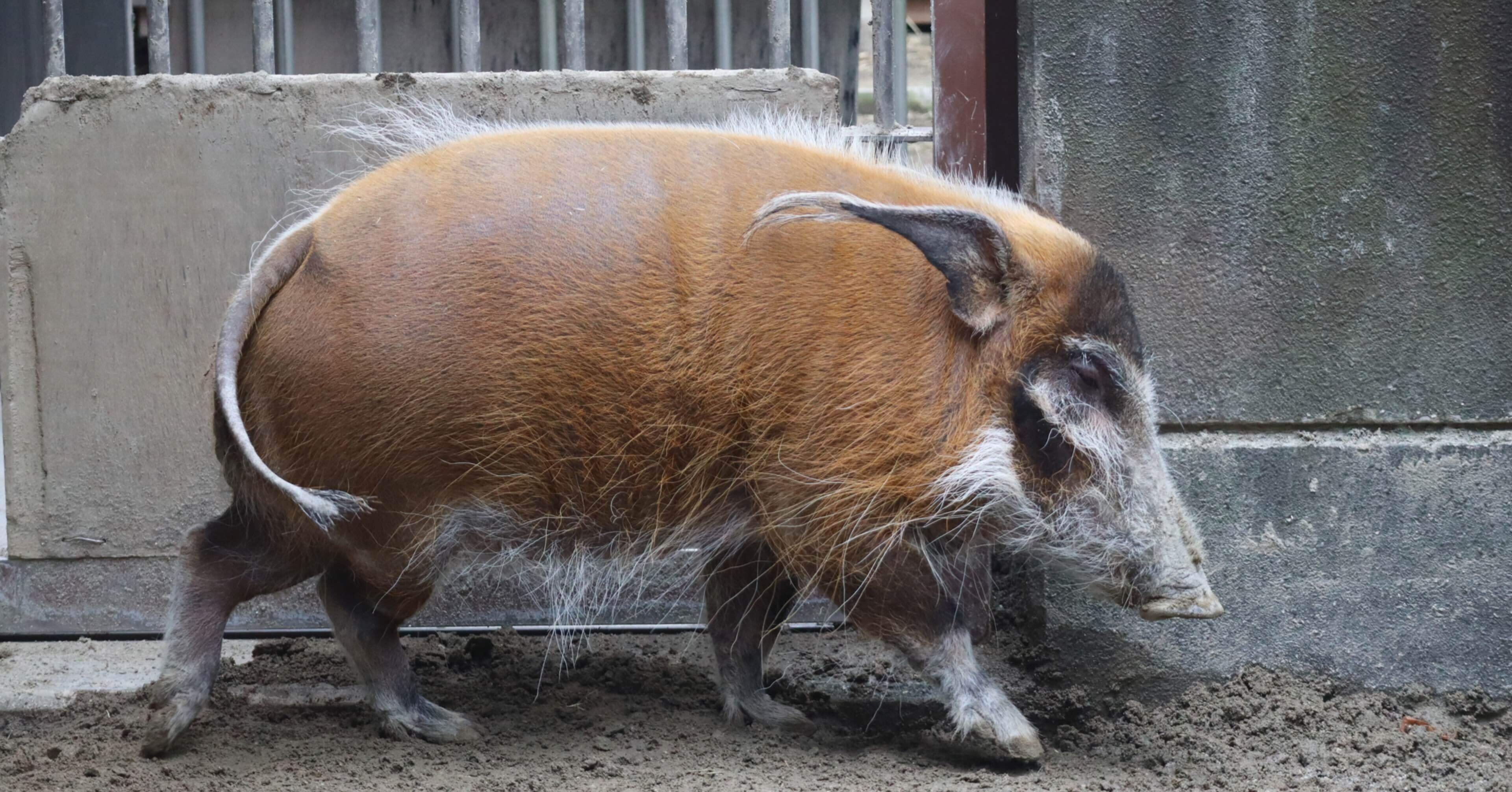 805fdc50fc6f401a17d589c6868bfb