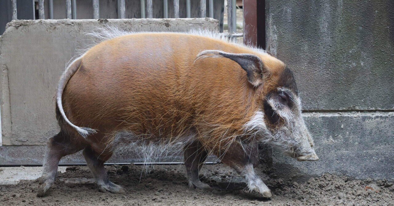 赤く麗しきイノシシ。｜Mr.シンゲツ