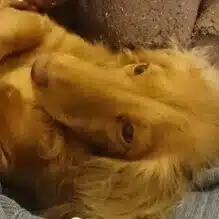 どいちゃん