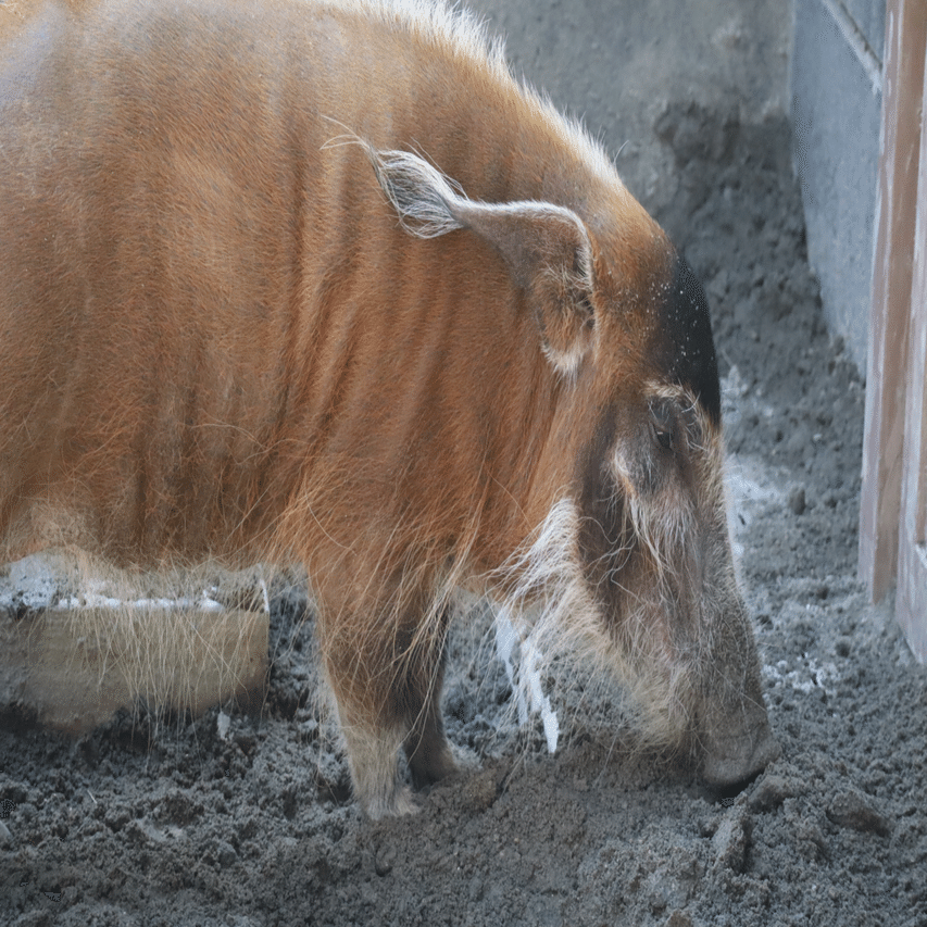 赤く麗しきイノシシ。｜Mr.シンゲツ