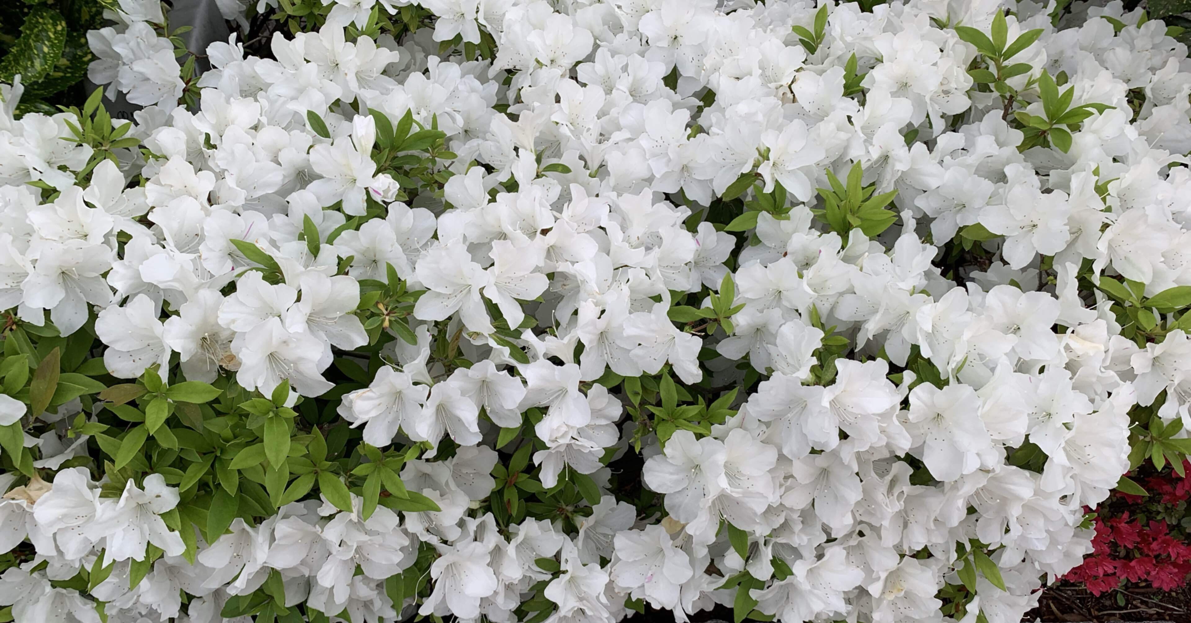 山野草　超希少純白花　エゾツツジ　A 今日の山野草 白花エゾツツジ | 高山植物大好き