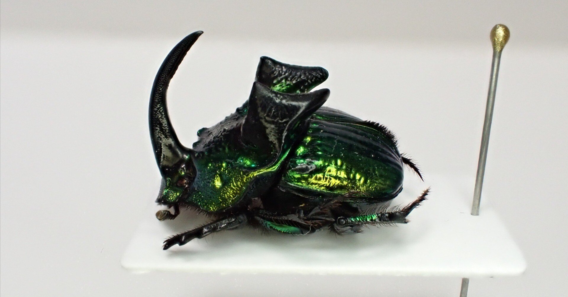 865f80edbc6e010cbceb700ca5510d