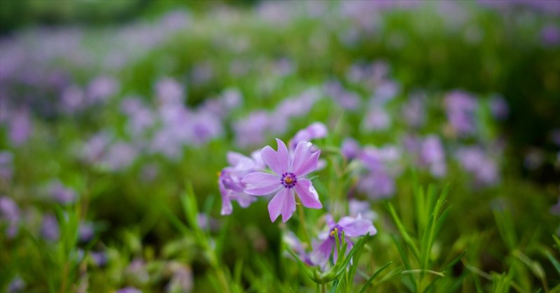 芝桜。ヤマサ蒲鉾