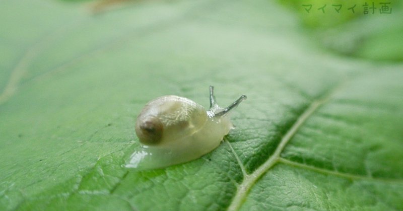 寄生虫 カタツムリ