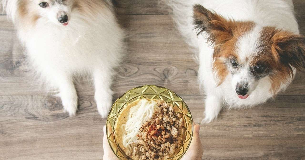 そうめんでつくる辛くない担々麺 月額限定 手作り犬ごはんレシピ いちかわあやこ 犬ごはん先生 Note