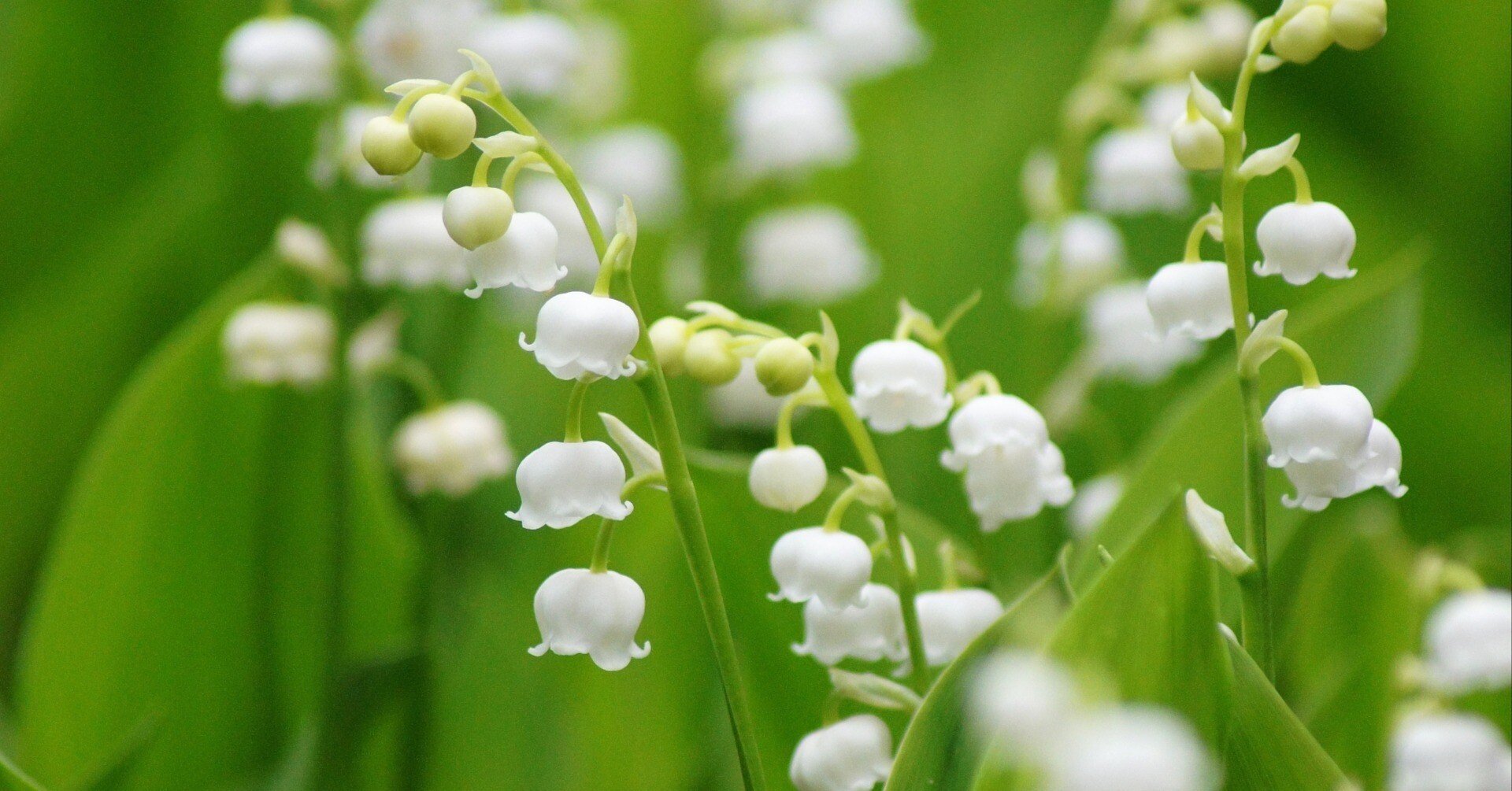 ◆オーダー用◆ダイカット スズラン 花 082231e1a345a18a49b919bf0252fb