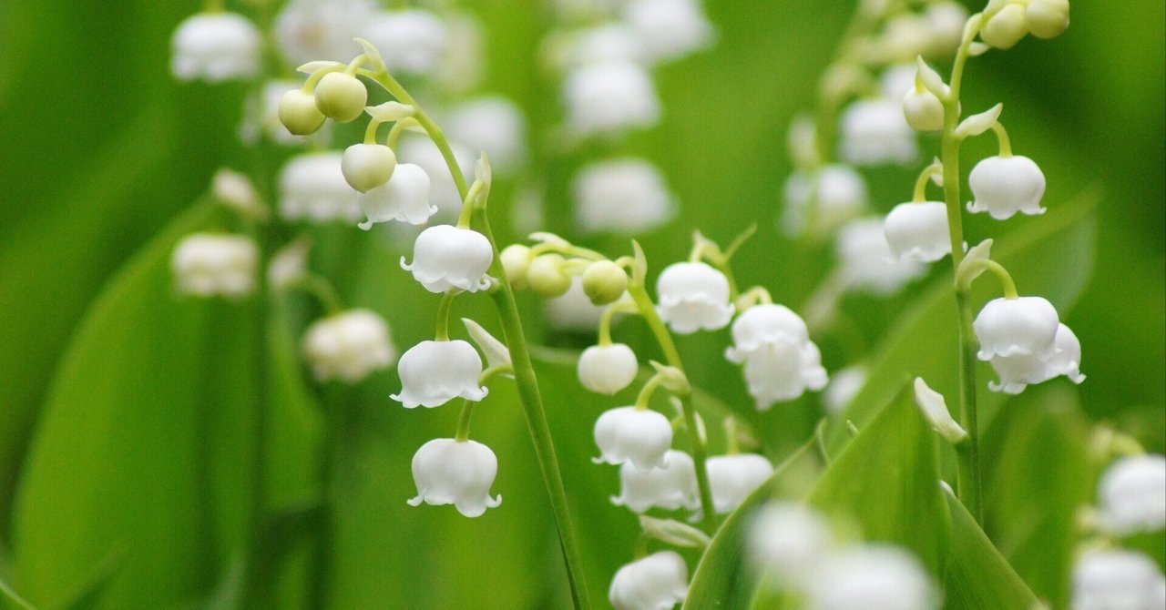 スズラン　日本 鈴蘭 すずらん 茶花　君影草　(20芽) きみかげそう（鈴蘭）～日本の自生南限地を訪ねて｜高坂正澄