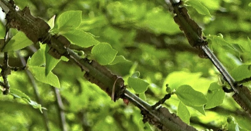 WINGED SPINDLE TREE