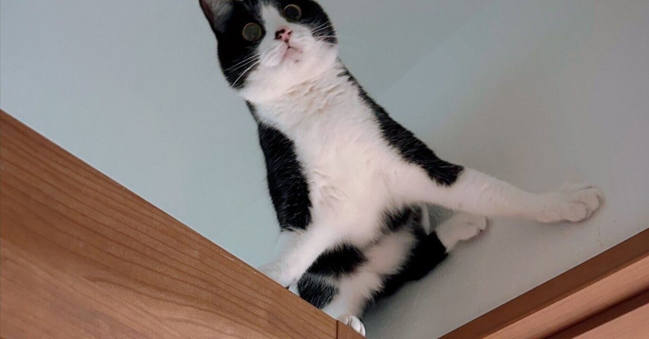 猫になった吉田沙保里」「忍者みたいな猫」壁にへばりついた猫ちゃんの
