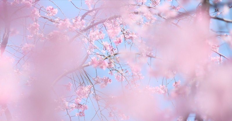 桜の撮影について