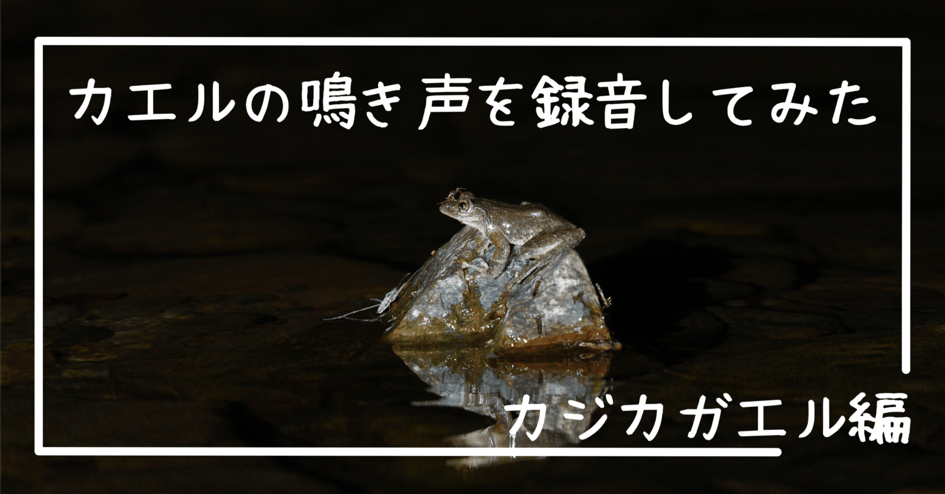 10 カエルの鳴き声を録音してみた カジカガエル編｜フィールド