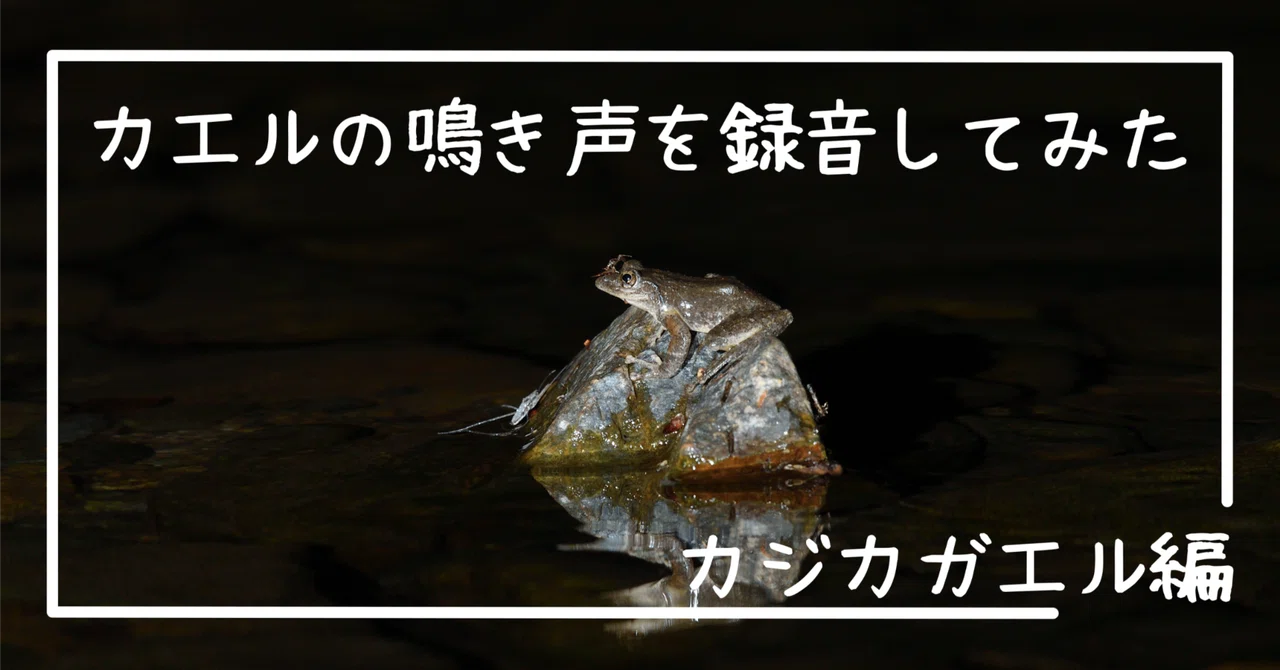 #10 カエルの鳴き声を録音してみた カジカガエル編|ブリコラ【帝京科学大学 東京西キャンパス 学内ミュージアム】