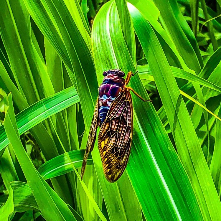 Cicada / Semi